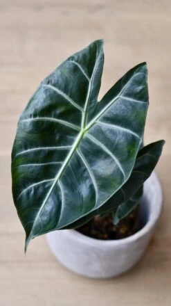 Alocasia Calidora (Pink Dragon Alocasia) -Verdant Haven Sales Store 98bb8d 39971bcc311e4582b9a074ce9e541e37 mv2
