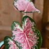 Caladium 13cm Pot