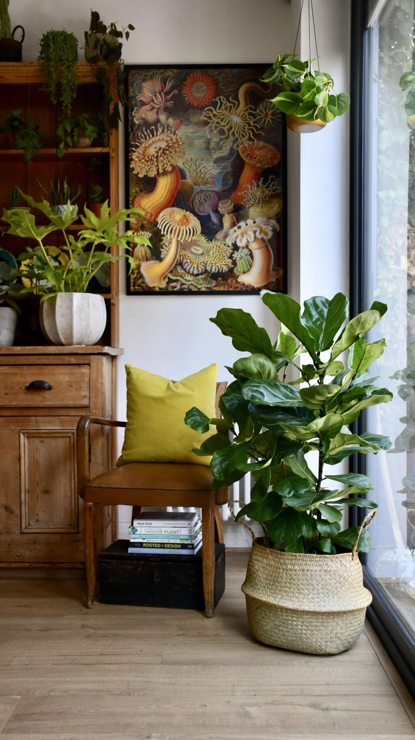 Fiddle Leaf Fig Tree (Ficus Lyrata With Three Stem) 2 Fiddle Leaf Fig Tree (Ficus Lyrata With Three Stem) - Image 2