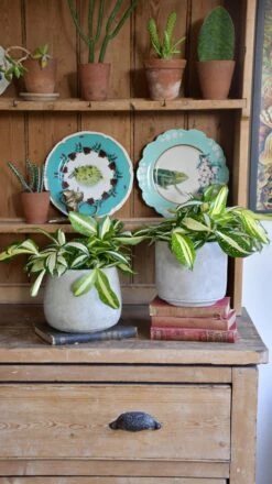 Dracaena Surculosa 'Milky Way' -Verdant Haven Sales Store 98bb8d 3af2de233f954f9a90a38593b06d2985 mv2