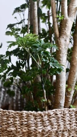 Polyscias Roble, Aralia Roble -Verdant Haven Sales Store 98bb8d 3b396a44b46a423db293bc6e6da9bb6a mv2