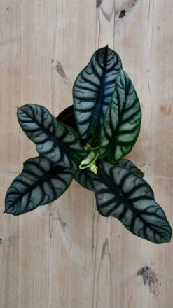 Alocasia Silver Dragon -Verdant Haven Sales Store 98bb8d 3c26d5eb44c8404d8956703d27dadb6c mv2