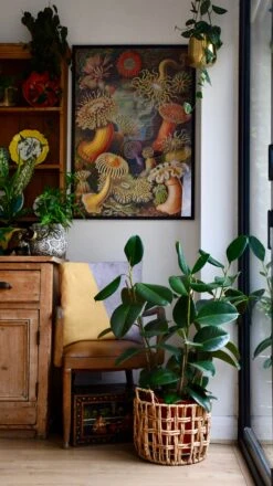 Rubber Plant (Ficus Elastica, Ficus Robusta) -Verdant Haven Sales Store 98bb8d 3c58ec463ab74d1a89182ff5d42086e6 mv2