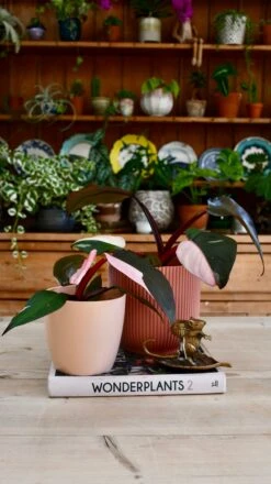 Pink Princess Philodendron 9cm Pot -Verdant Haven Sales Store 98bb8d 3c5e34d63adf473cab0b80957bbb7f7b mv2