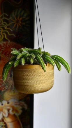 Selenicereus Validus -Verdant Haven Sales Store 98bb8d 3c6321c6345a4bd3bf182e01bd12b15f mv2