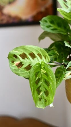 Maranta Leuconeura Kerchoveana | Maranta Fiesta | Prayer Plant -Verdant Haven Sales Store 98bb8d 3d2412b868114fbfa2038cc134764f4a mv2