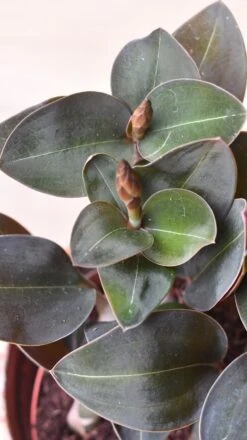 Black Velvet Jewel Orchid *rare* (Ludisia Discolor Black Velvet) 15 Black Velvet Jewel Orchid *rare* (Ludisia Discolor Black Velvet) -Verdant Haven Sales Store 98bb8d 3d57e691f2de49b397f0917d478cb780 mv2