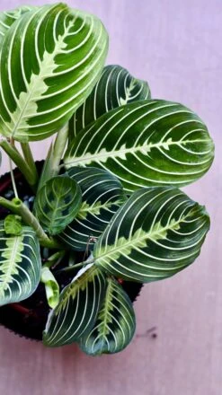 Large Maranta Leuconeura -Verdant Haven Sales Store 98bb8d 3e420235dc26404892cc2d032994edda mv2