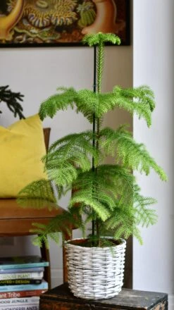Araucaria Heterophylla (Norfolk Island Pine) -Verdant Haven Sales Store 98bb8d 3e52b51444b0467283589d43a6249003 mv2