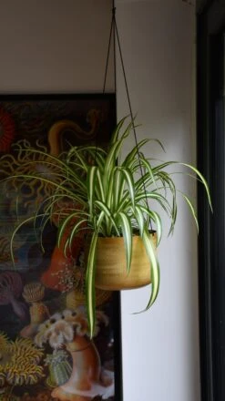Chlorophytum Comosum, Spider Plant -Verdant Haven Sales Store 98bb8d 3e9297d4cb4f4847b1234494ca6ce6ea mv2