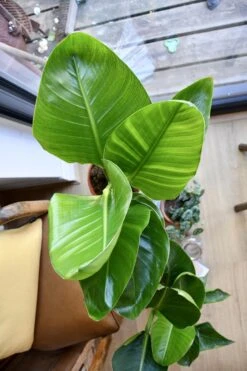 Strelitza Nicolai - White Bird Of Paradise -Verdant Haven Sales Store 98bb8d 3f62e4d2b0284759bda14da932544407 mv2