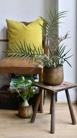 Philodendron Tortum *Rare*