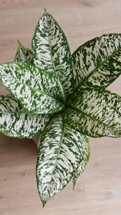 Dieffenbachia White Etna *Rare* -Verdant Haven Sales Store 98bb8d 404c77677ed545a6857b7b090b1a51e1 mv2