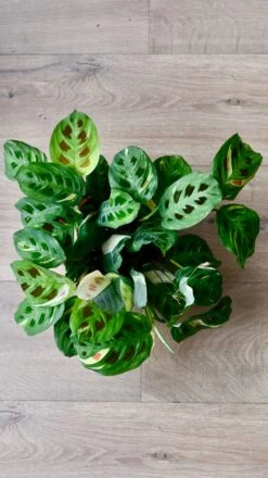 Variegated Maranta Leuconeura Kercho *rare* -Verdant Haven Sales Store 98bb8d 4086bce4c9ef45e4b7006e78fae7a508 mv2