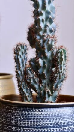 Cereus Peruvianus ‘Monstrosus’ -Verdant Haven Sales Store 98bb8d 40a6c525c0974d17b0cb3dbce0ed54b2 mv2