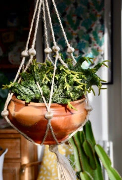 Peperomia Columella -Verdant Haven Sales Store 98bb8d 4212eb6c35a64a109dbc0ec57b23333e mv2