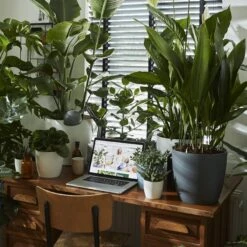 Brussels Round Plant Pot 16cm -Verdant Haven Sales Store 98bb8d 42c4f6e64ab84327bff8fdc10f7e7fdc mv2 98c5bcb5 db13 4412 ba6b b519d8890b1d