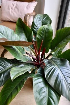 Philodendron Imperial Red -Verdant Haven Sales Store 98bb8d 455847aa476b454c8463b1c74acc6f20 mv2