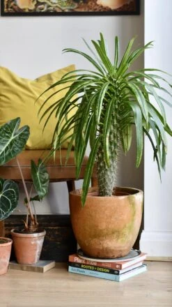 Pachypodium Lamerei -Verdant Haven Sales Store 98bb8d 4646f7d9438c4d289132edb43b7a0c85 mv2