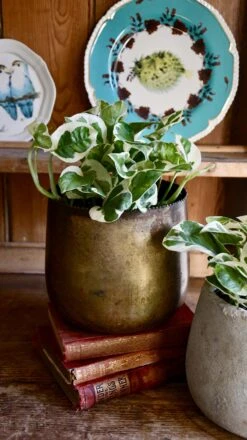 Scindapsus 'N'joy 7 Scindapsus 'N'joy -Verdant Haven Sales Store 98bb8d 465a00cd9fbb491d854d2d31a530efdd mv2