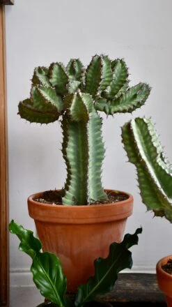 Euphorbia Cooperi -Verdant Haven Sales Store 98bb8d 469030fadc5e4d708aa46c91d32e8e33 mv2