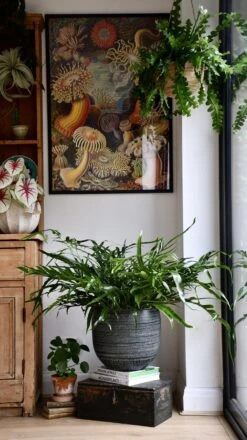 XL Aglomorpha Coronans - Snake Leaf Fern 11 XL Aglomorpha Coronans - Snake Leaf Fern -Verdant Haven Sales Store 98bb8d 471f6c5b152a4c13a2ad42f05f641db8 mv2