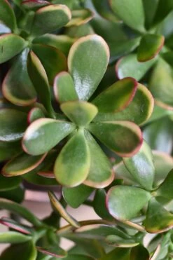 Crassula Ovata Hummels Sunset -Verdant Haven Sales Store 98bb8d 4752d18bf4034bd7ae81ea7a731ccd16 mv2