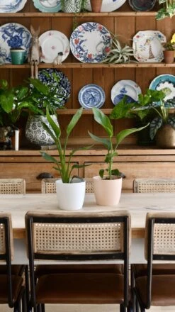 Baby Strelitzia Reginae (Bird Of Paradise Plant) -Verdant Haven Sales Store 98bb8d 480072ab97ad438894b48e018e9ab268 mv2