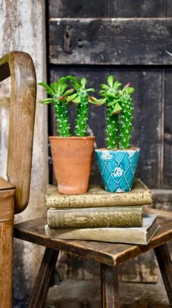 Euphorbia Neorubella | Monadenium Guentheri Baby Cactus -Verdant Haven Sales Store 98bb8d 488ef56d963245589b79d2dfd1478ef3 mv2