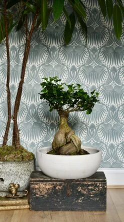 XL Ficus Retusa Or 'Ginseng'Bonsai Tree 13 XL Ficus Retusa Or 'Ginseng'Bonsai Tree -Verdant Haven Sales Store 98bb8d 48e3d8a3400b4bbdaea51d0396af3aa1 mv2