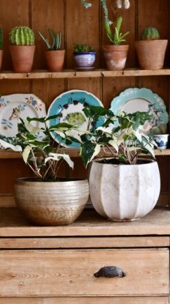 Variegated Albo Syngonium Podophyllum