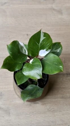 Philodendron White Knight 21 Philodendron White Knight -Verdant Haven Sales Store 98bb8d 4926ad40c8f24c34a5f08792cf226122 mv2