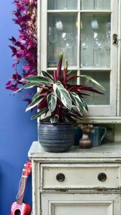 Calathea Stromanthe Triostar - Prayer Plant -Verdant Haven Sales Store 98bb8d 496780b7034d4337a5ea2e52958282e6 mv2