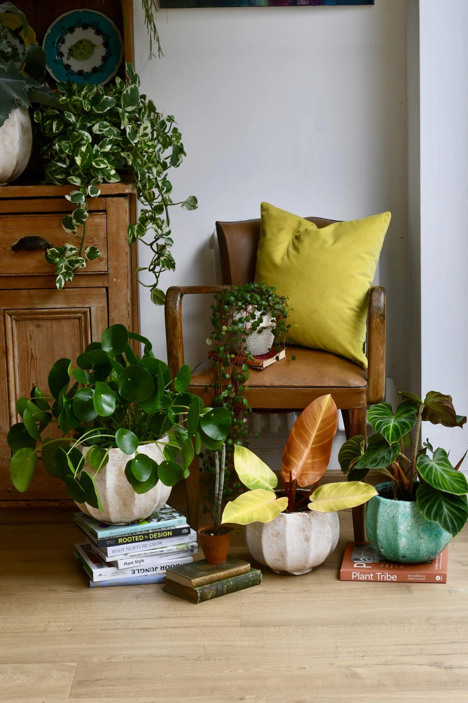 Philodendron Prince Of Orange 2 Philodendron Prince Of Orange - Image 2