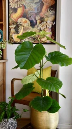 Ficus Umbellata -Verdant Haven Sales Store 98bb8d 4bfd7441b2e74e6cae479cc032aa7497 mv2