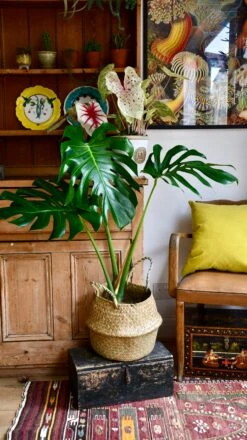 Medium Monstera Deliciosa (Elegant Stem Form) -Verdant Haven Sales Store 98bb8d 4c48fce4f2334aac861713c259ffb6f8 mv2