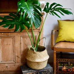 Natural Seagrass Planter -Verdant Haven Sales Store 98bb8d 4c48fce4f2334aac861713c259ffb6f8 mv2 f707cf55 267b 4dde a6a2 a318d9cae33e