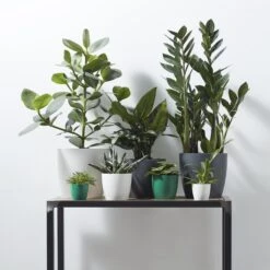 Brussels Round Plant Pot 16cm -Verdant Haven Sales Store 98bb8d 4c80f3c527a043d598116295b90ad195 mv2 0815b592 db6b 407e 81c6 5017a6287013