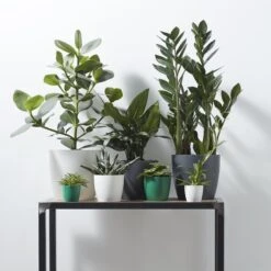 Brussels Round Plant Pot 14cm -Verdant Haven Sales Store 98bb8d 4c80f3c527a043d598116295b90ad195 mv2 09aaed0a 5969 44a3 bbb7 4235d75b581d