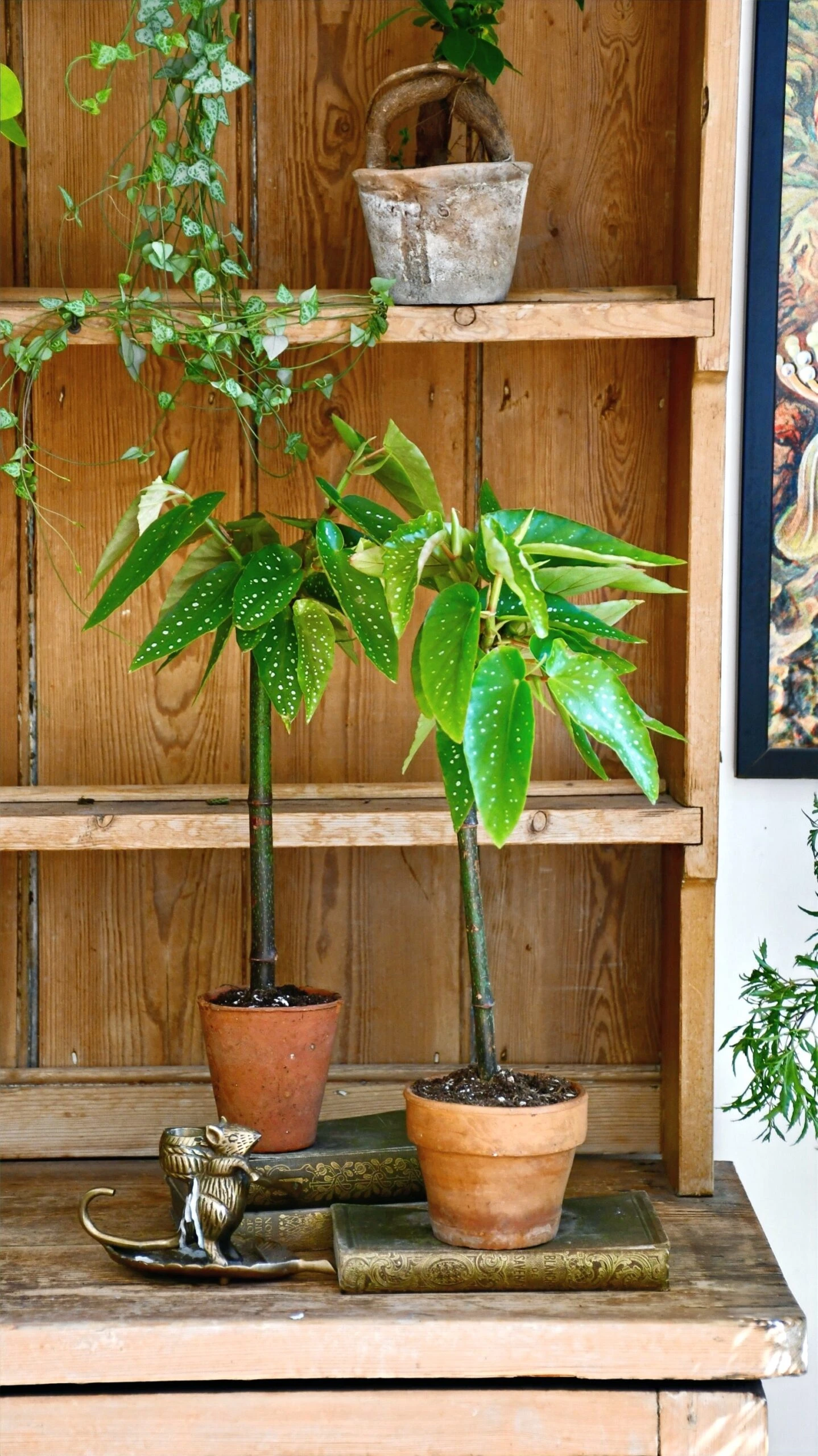 Tamaya, Begonia Maculata 1 Tamaya, Begonia Maculata