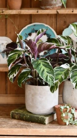 Calathea White Fusion -Verdant Haven Sales Store 98bb8d 4d62d4777f5d4aab9c454d47d15cc7d3 mv2