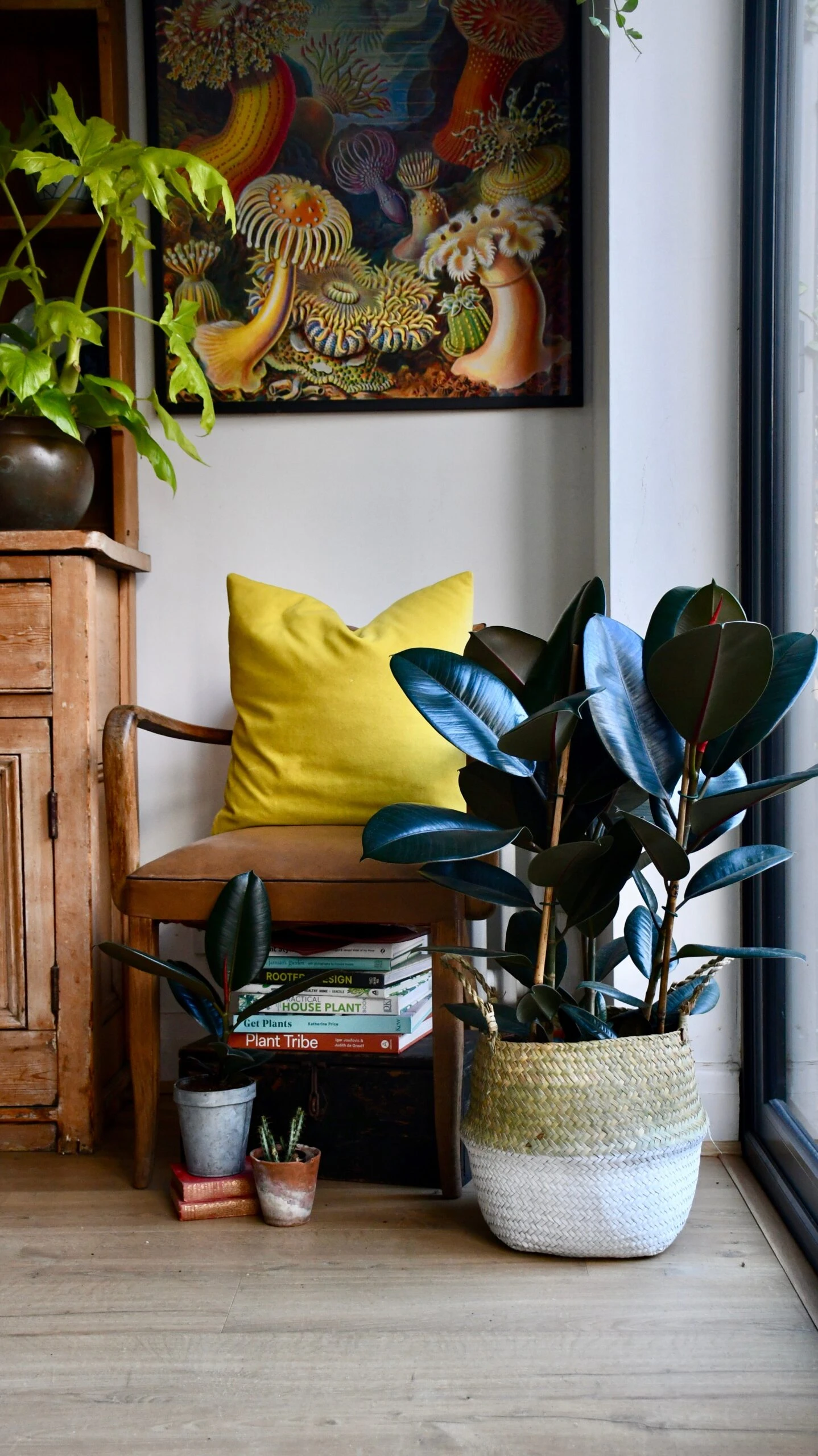 Ficus Elastica Abidjan 1 Ficus Elastica Abidjan