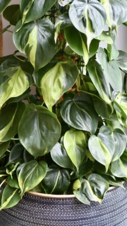 XL Philodendron Scandens Brasil -Verdant Haven Sales Store 98bb8d 4dec9fcf182e4e35801911c0aaa8c809 mv2