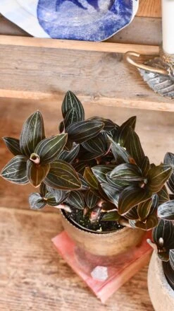 Ludisia Discolor (Jewel Orchid) -Verdant Haven Sales Store 98bb8d 4efdc55a5e294183bb28cab4ff47673a mv2