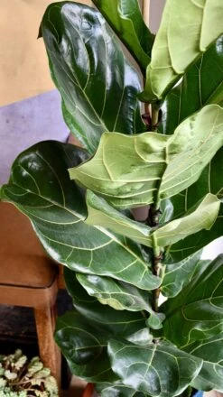 Fiddle Leaf Fig (Ficus Lyrata & Vibes Pot) -Verdant Haven Sales Store 98bb8d 4f0bb13860bc47fe8fa7a6525d38ea8e mv2