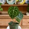 Anthurium Clarinervium (Giant Laceleaf Plant)