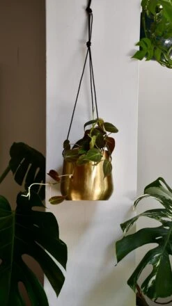 Philodendron Micans -Verdant Haven Sales Store 98bb8d 50659ac358f649c693a0880ae1de5168 mv2