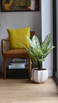 Dieffenbachia White Etna *Rare* -Verdant Haven Sales Store 98bb8d 509c11774b4242999c1f3abd4d603649 mv2