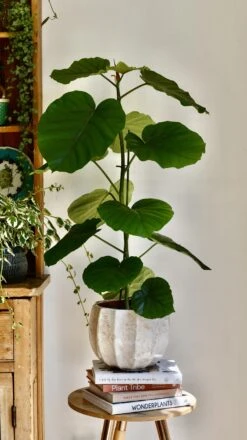 Ficus Umbellata -Verdant Haven Sales Store 98bb8d 5105a5fa54a6493aa466586a97d44299 mv2