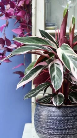 Calathea Stromanthe Triostar - Prayer Plant -Verdant Haven Sales Store 98bb8d 5207f7d681594236a441b49dc22fd019 mv2